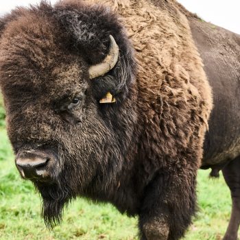 Bison september 2024 102