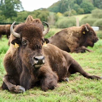 Bison september 2024 96